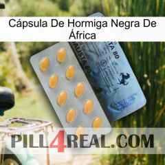 Cápsula De Hormiga Negra De África 44